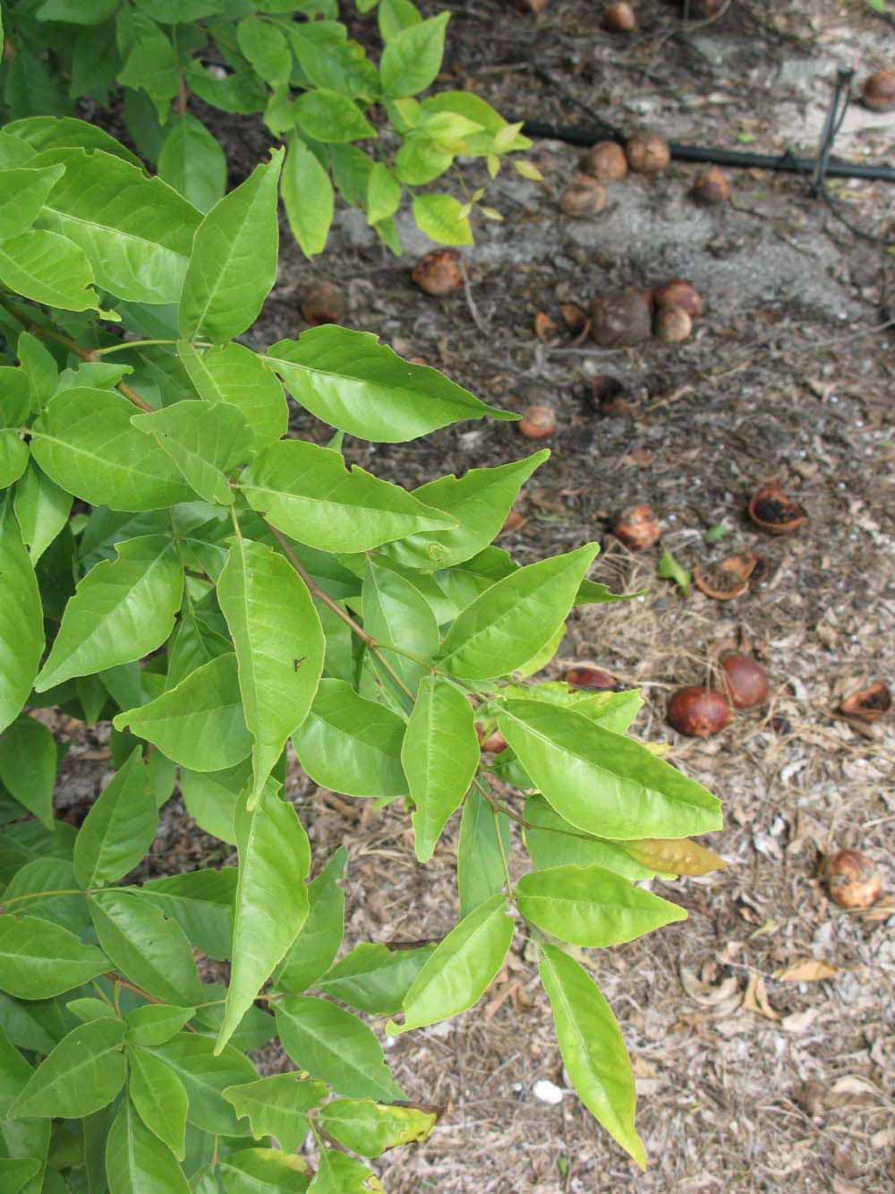              Sun leaves (Winter Haven, FL)       